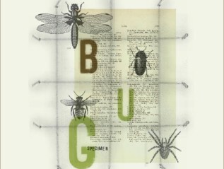 Bug Display